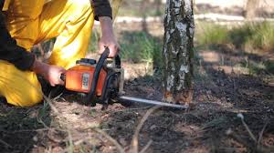 How Our Tree Care Process Works  in Chamberlayne, VA